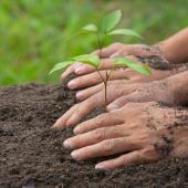 Planting Stage